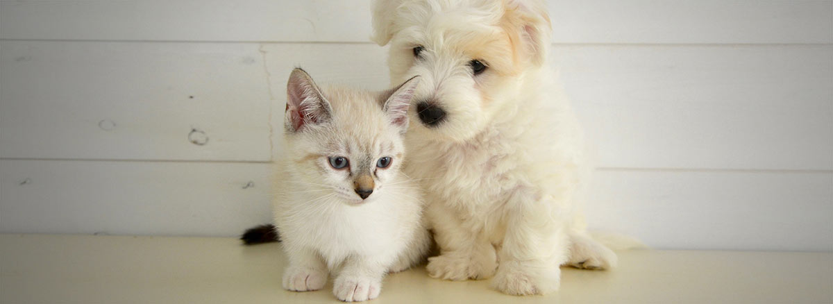 best vet Baltimore