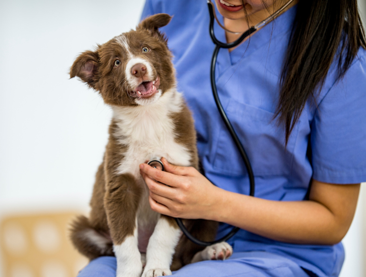 Westview Animal Hospital